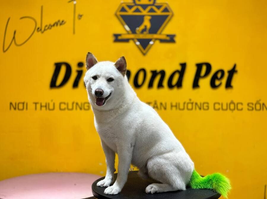 Diamond Pet FNBMaps.Com Nha Trang