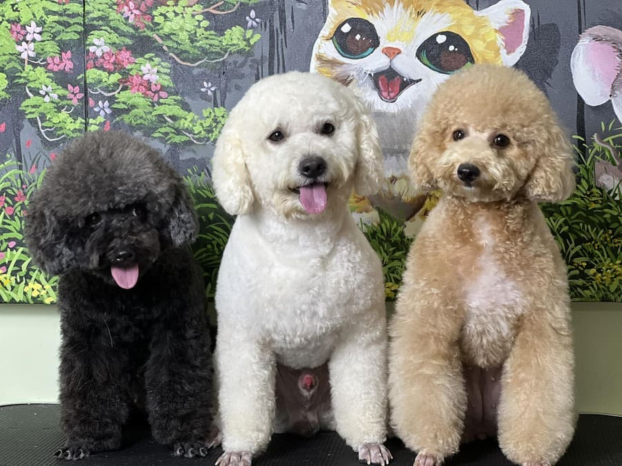 Rơm Ơi Pet Care Fnbmaps.com Nha Trang