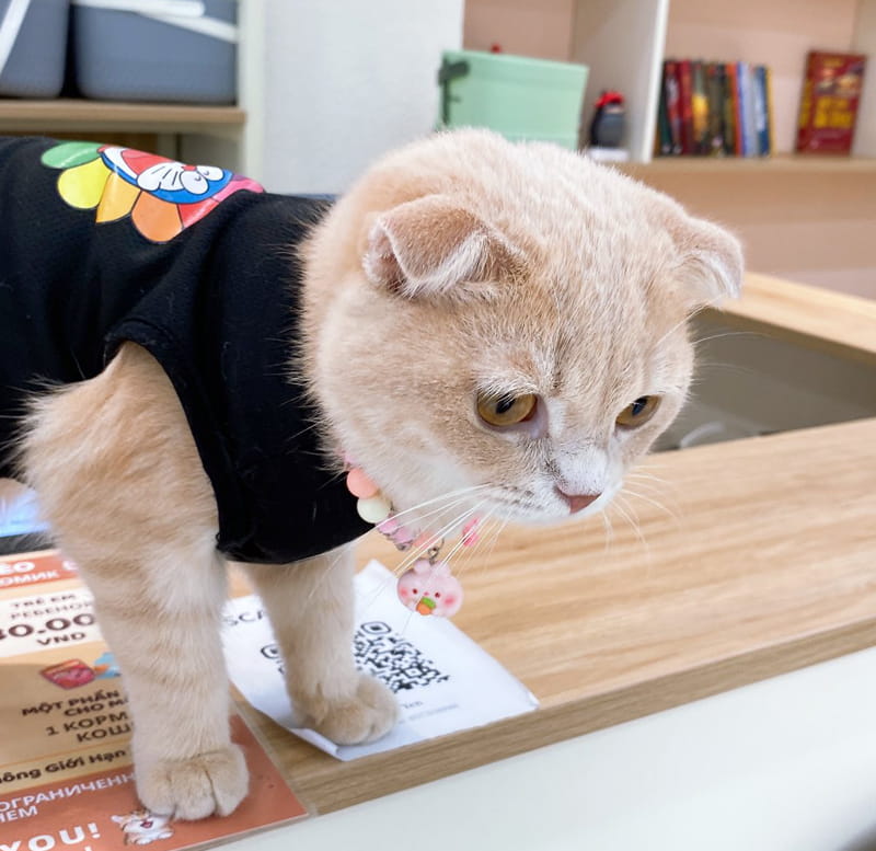 Cà Phê Mèo Nha Trang – Thiên Đường Mèo & Tô Tượng Giữa Trung Tâm Thành Phố