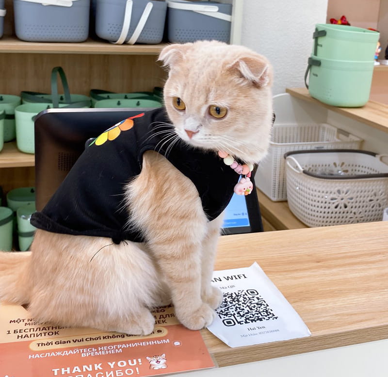 Cà Phê Mèo Nha Trang – Thiên Đường Mèo & Tô Tượng Giữa Trung Tâm Thành Phố