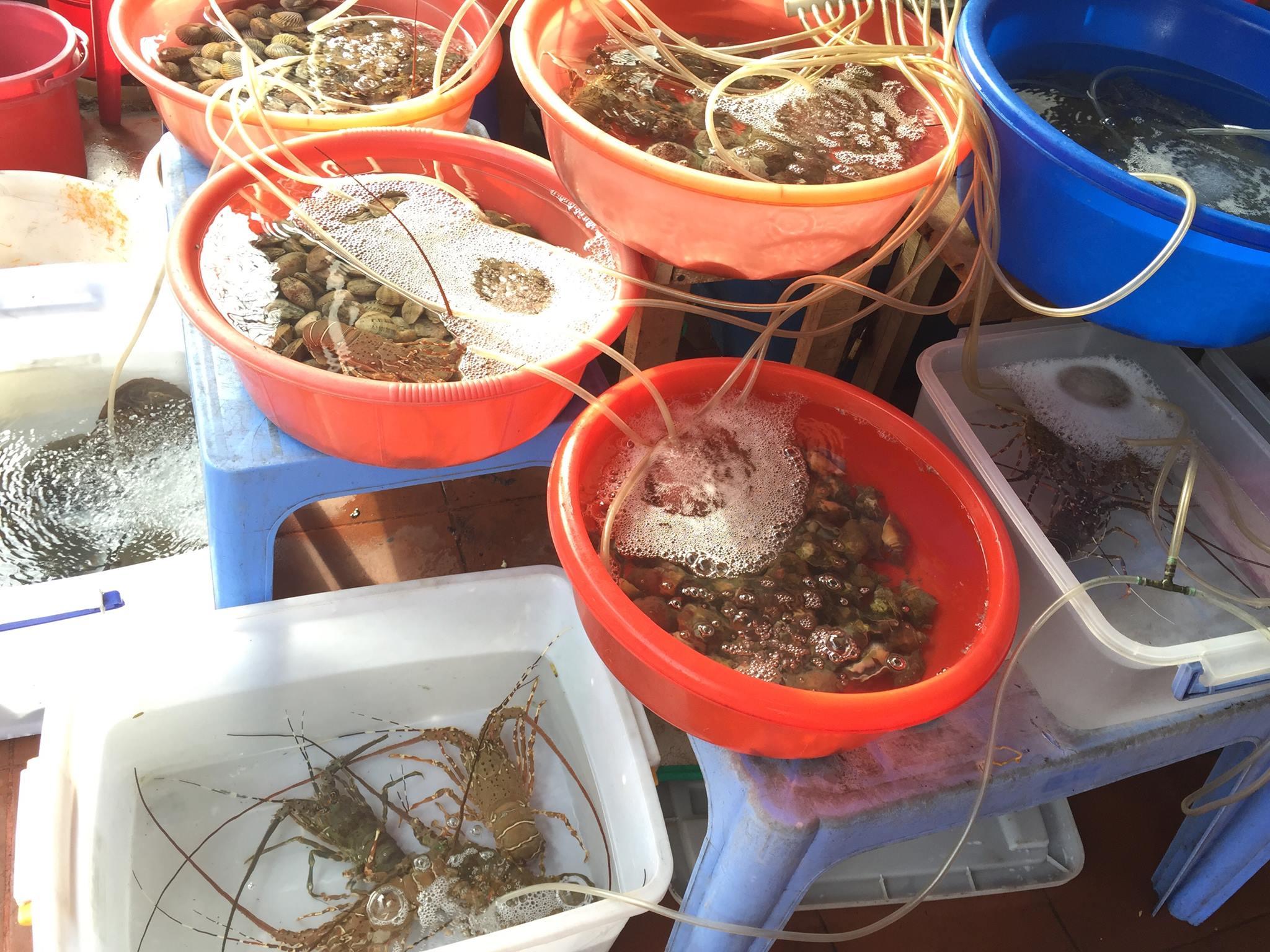 Hải Sản Tươi Sống Nha Trang 2026 Với 10 Quán Có Hồ Tôm Cua Tự Chọn