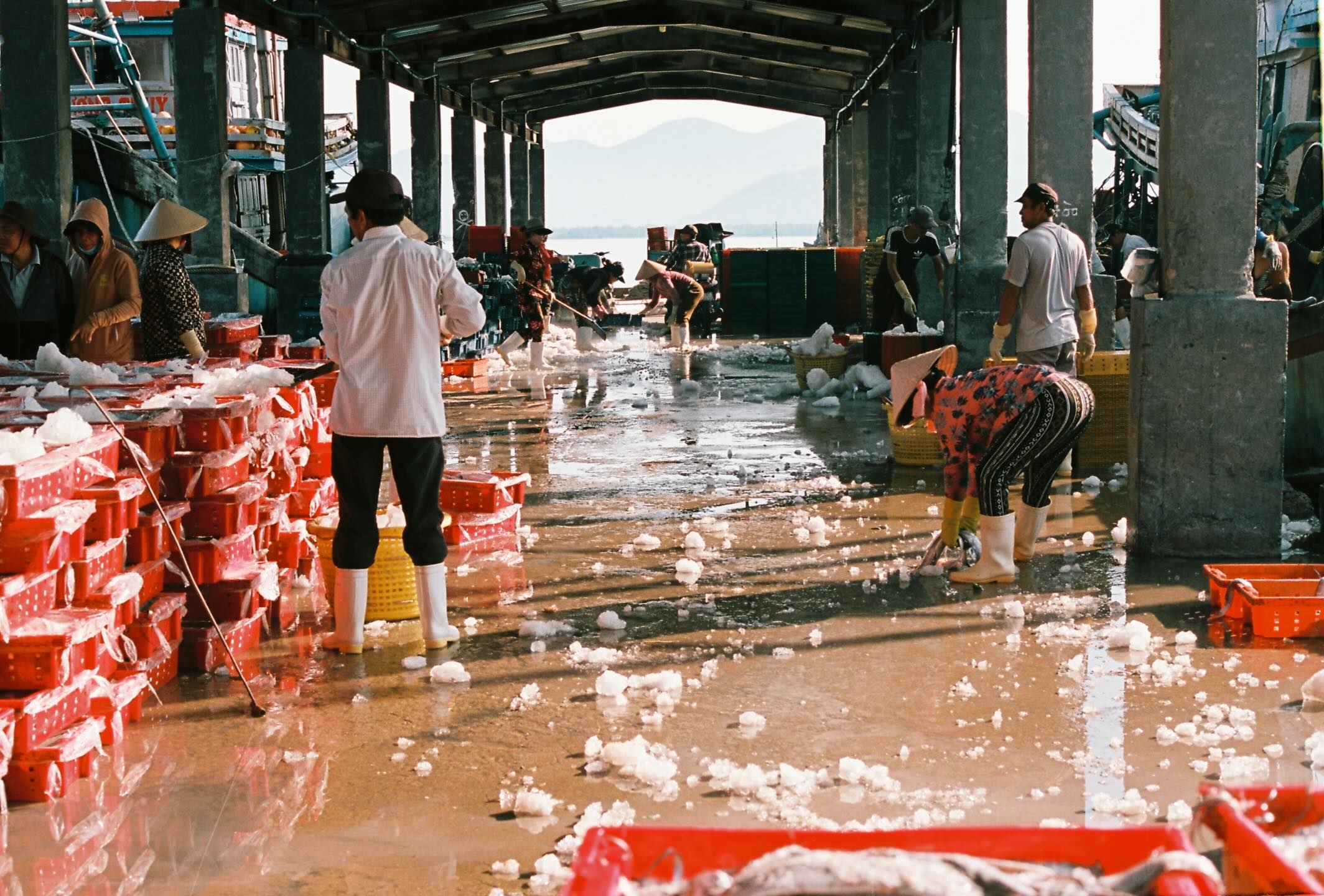 Sắc Màu Lao Động Ở Cảng Cá Vĩnh Lương Nha Trang