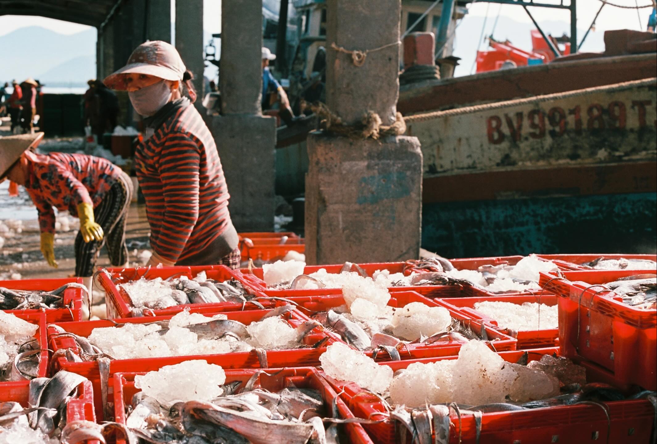 Sắc Màu Lao Động Ở Cảng Cá Vĩnh Lương Nha Trang
