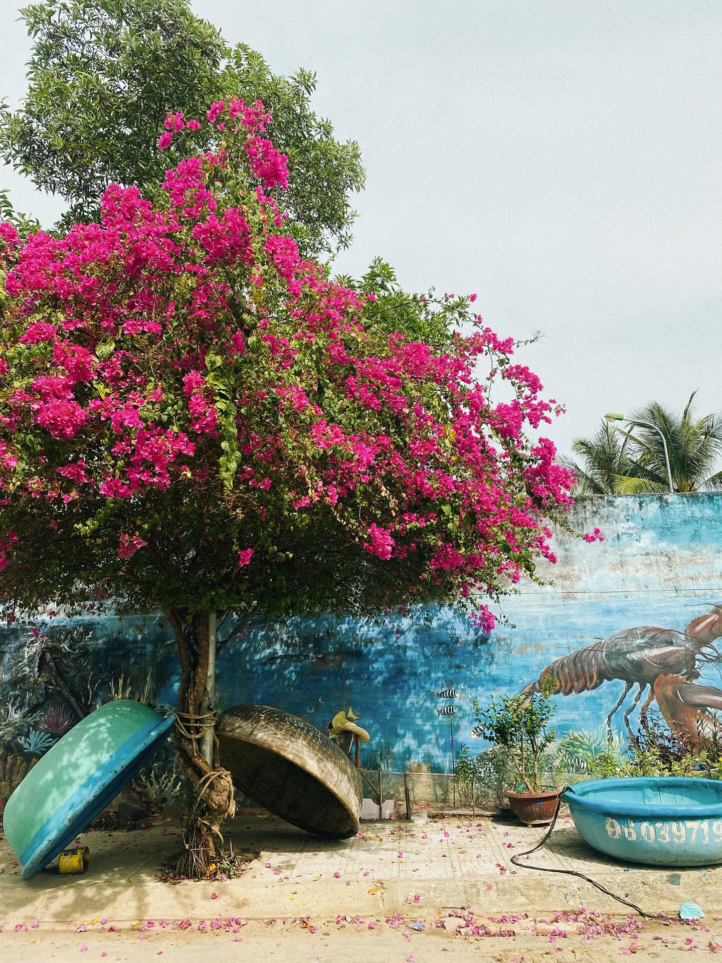 Làng Chài Bích Họa Và Mùa Hoa Giấy Tháng Hè Nha Trang