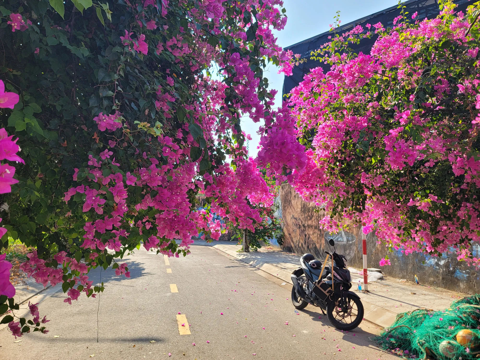Làng Chài Bích Họa Và Mùa Hoa Giấy Tháng Hè Nha Trang