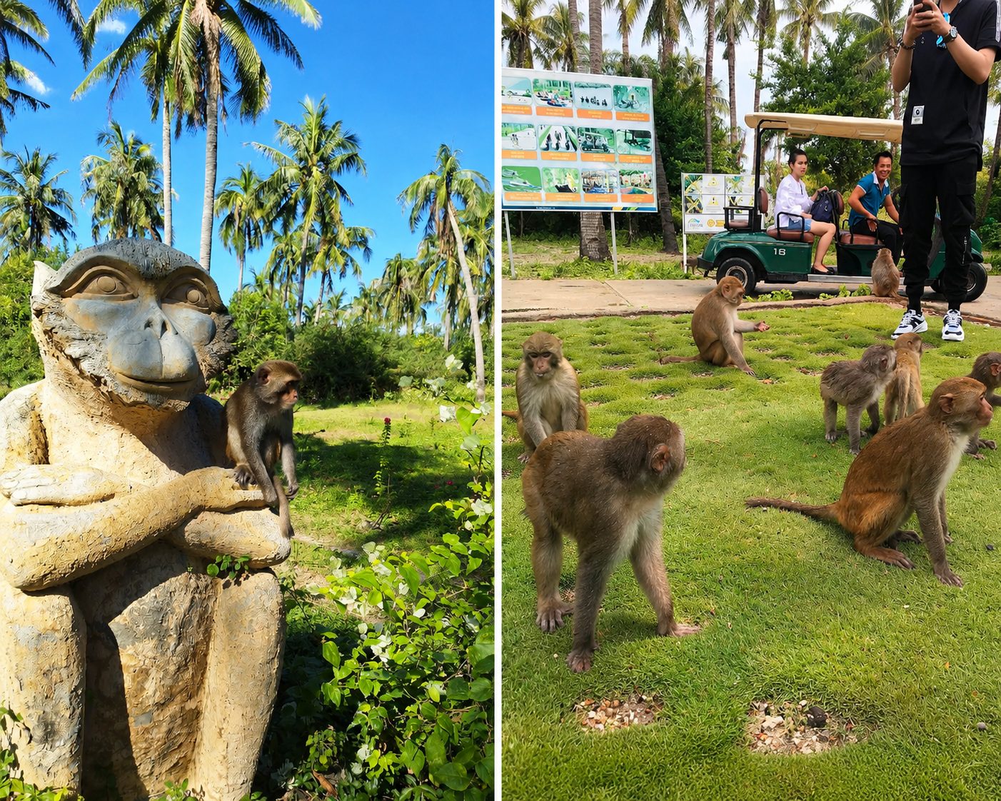 Đảo Khỉ Nha Trang Có Gì Chơi? Giá Vé Mới Nhất Và Kinh Nghiệm Tham Quan
